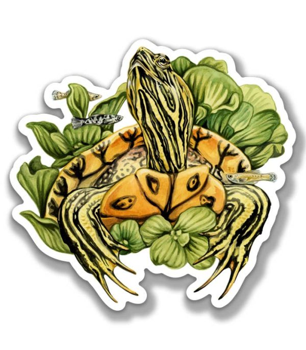 Yellow-Bellied Slider Sticker Online now